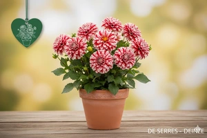 Dahlia 'Little Tiger'