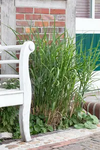 miscanthus sin. 'little zebra'® P9 - afbeelding 2