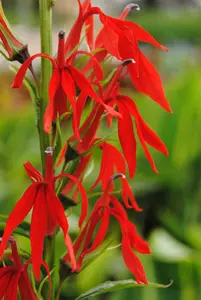 cardinalis - afbeelding 5