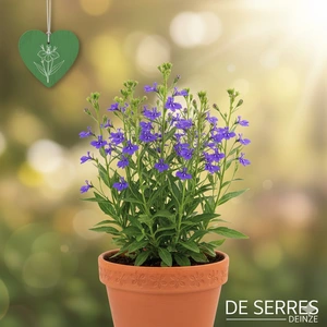 Lobelia sessilifolia