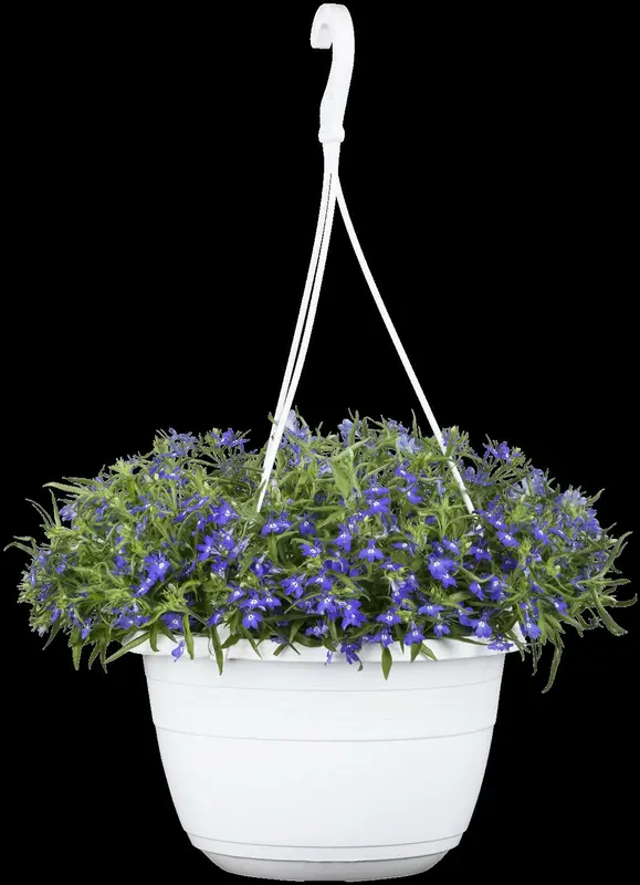 Lobelia x spec. 'Starship Blue' P9 - afbeelding 4