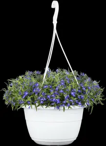 Lobelia x spec. 'Starship Blue' P9 - afbeelding 4