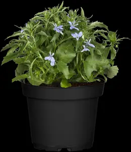 Lobelia x spec. 'Starship Blue' P9 - afbeelding 2