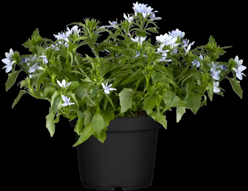 Lobelia x spec. 'Starship Blue' P9 - afbeelding 5