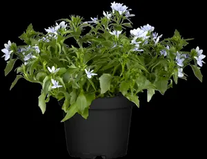 Lobelia x spec. 'Starship Blue' P9 - afbeelding 5