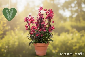 Lobelia x speciosa 'Russian Princess' P9