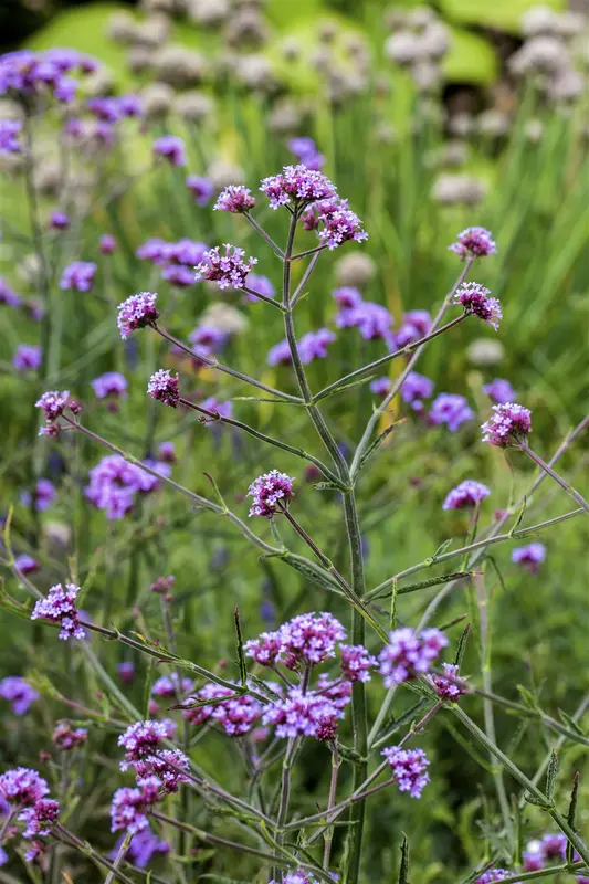verbena bon. 'lollipop'® P9 - afbeelding 1