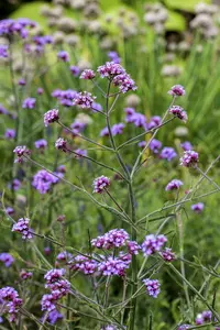verbena bon. 'lollipop'® P9 - afbeelding 1