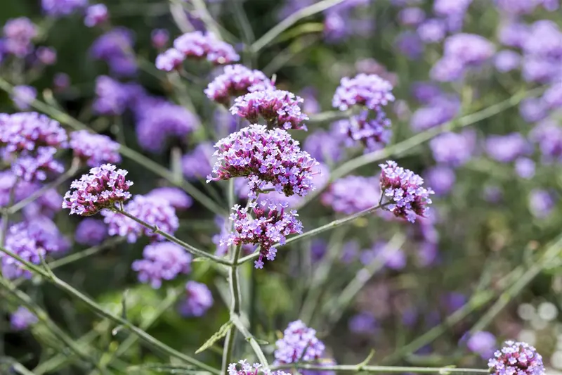 verbena bon. 'lollipop'® P9 - afbeelding 2