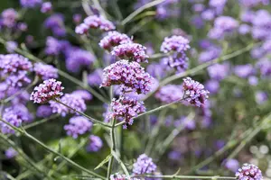 verbena bon. 'lollipop'® P9 - afbeelding 2