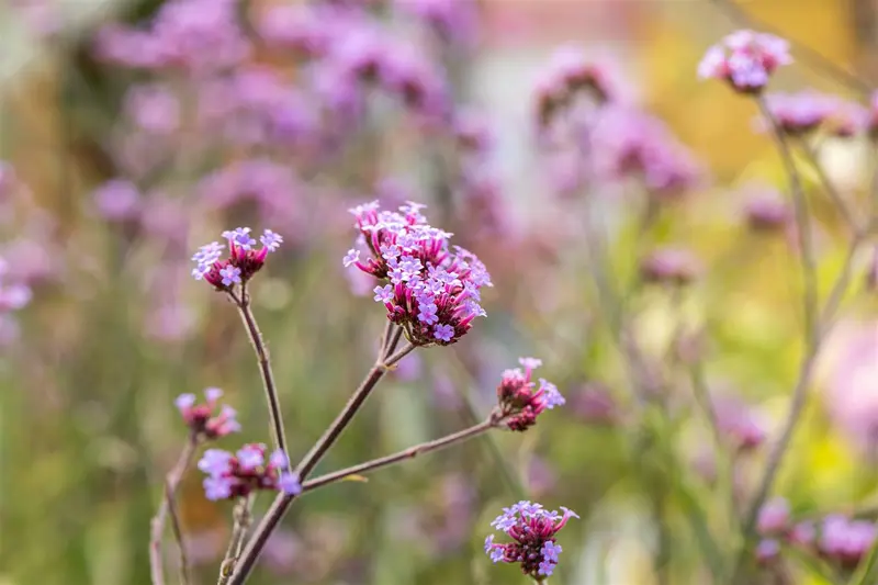 verbena bon. 'lollipop'® P9 - afbeelding 3