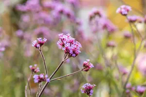verbena bon. 'lollipop'® P9 - afbeelding 3