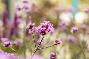 verbena bon. 'lollipop'® P9 - afbeelding 4