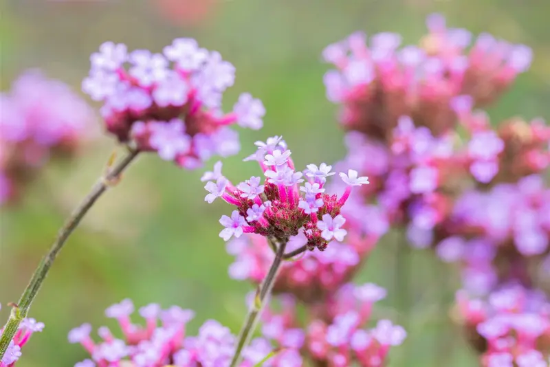 verbena bon. 'lollipop'® P9 - afbeelding 5