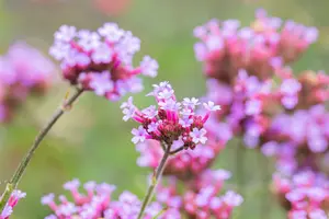 verbena bon. 'lollipop'® P9 - afbeelding 5