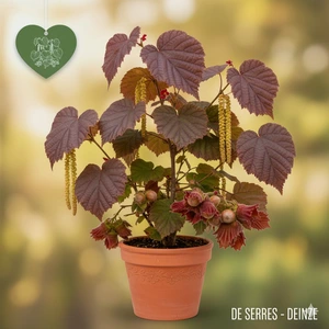 Corylus avellana 'Lombardii' C (60- 80)