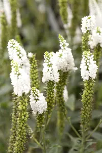 longifolia - afbeelding 2
