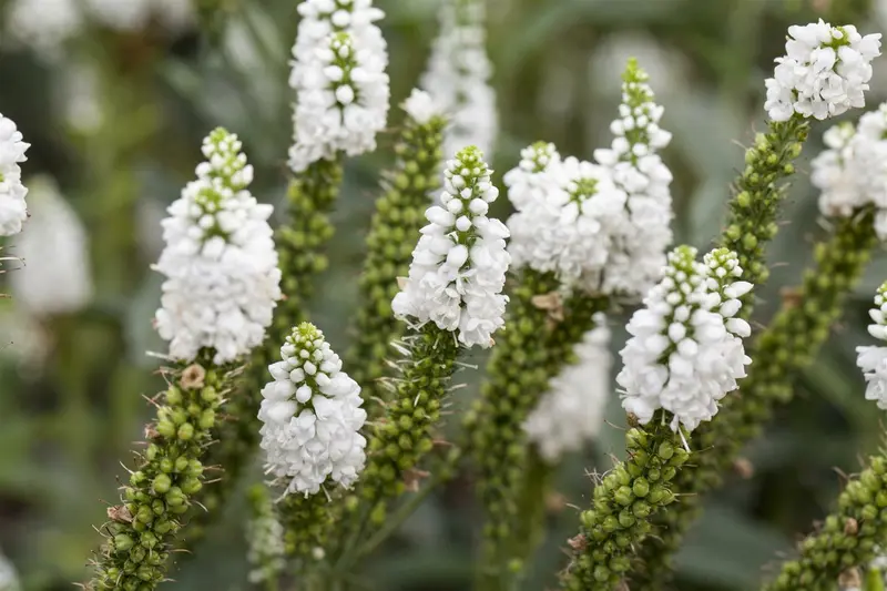 longifolia - afbeelding 3