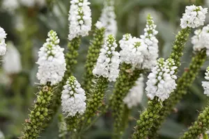 longifolia - afbeelding 3