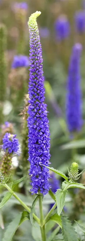 longifolia - afbeelding 1