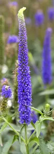 longifolia - afbeelding 10
