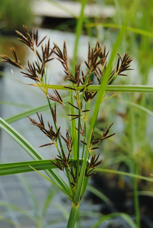 cyperus longus P9 - afbeelding 1