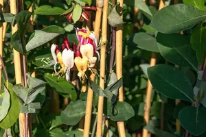 Dropmore Scarlet - afbeelding 3