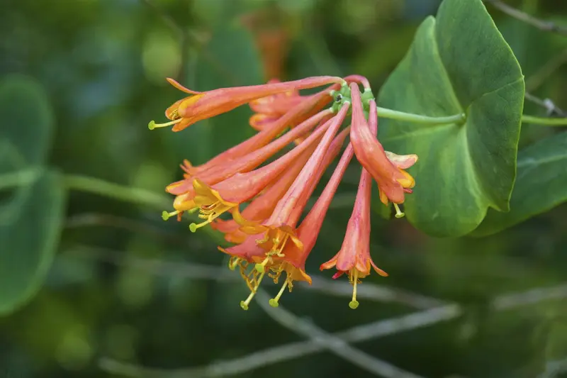 Dropmore Scarlet - afbeelding 1