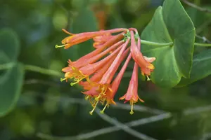 Dropmore Scarlet - afbeelding 5