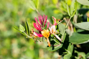 Dropmore Scarlet - afbeelding 2