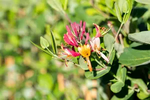 Dropmore Scarlet - afbeelding 5
