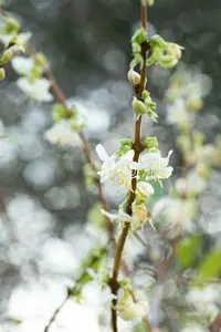 lonicera fragrantissima (150-175 cm) - afbeelding 5