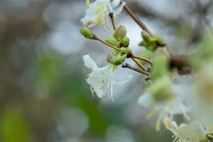 lonicera fragrantissima (150-175 cm) - afbeelding 2