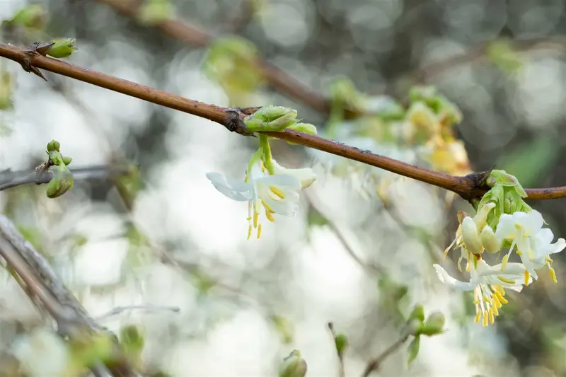 lonicera fragrantissima (150-175 cm) - afbeelding 3