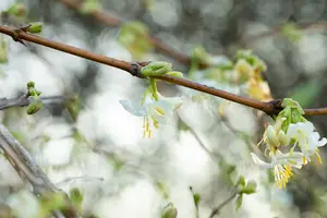 lonicera fragrantissima (150-175 cm) - afbeelding 3