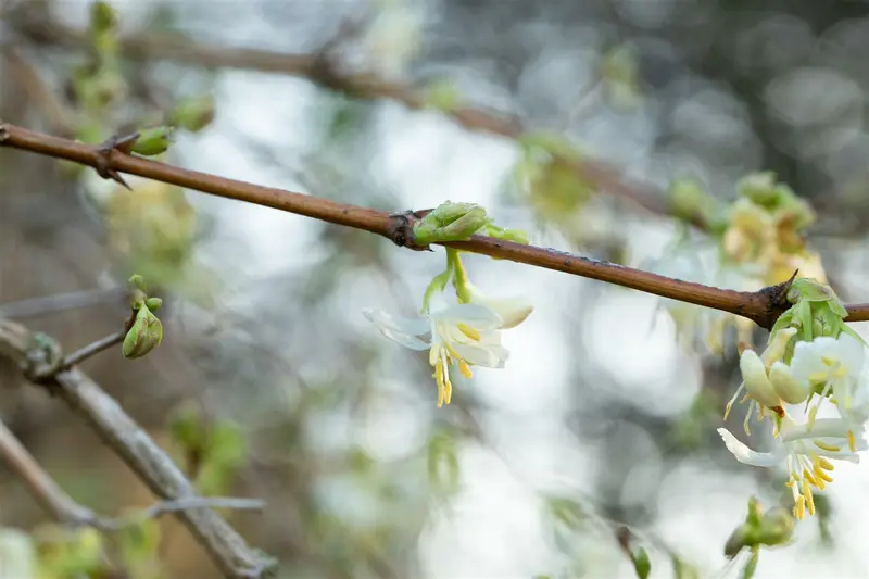 lonicera fragrantissima (150-175 cm) - afbeelding 4