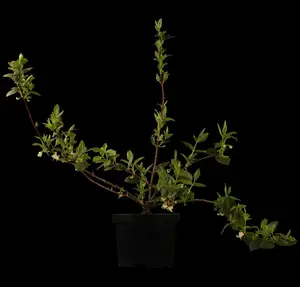 lonicera fragrantissima (150-175 cm) - afbeelding 5
