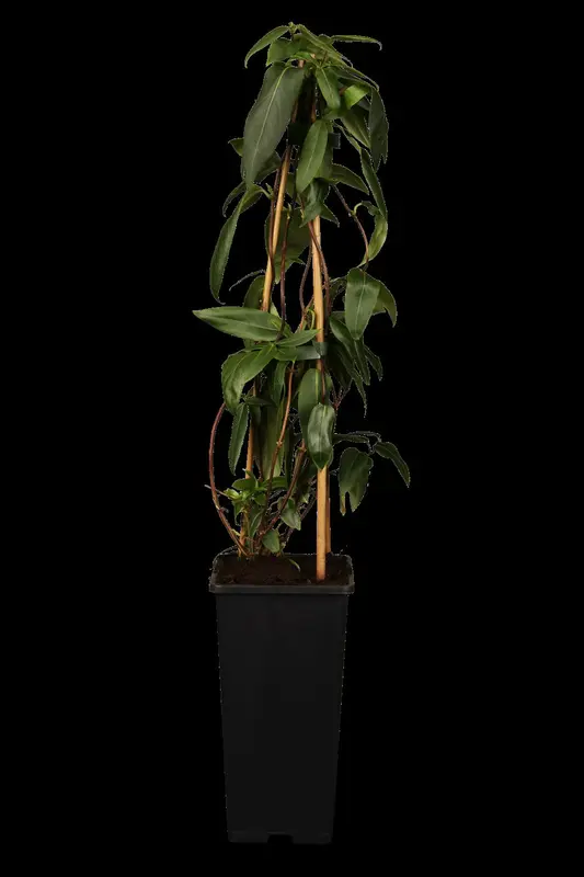 lonicera henryi (200-250 cm) - afbeelding 1