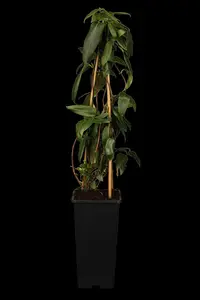 lonicera henryi (200-250 cm) - afbeelding 5