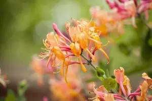 lonicera henryi (200-250 cm) - afbeelding 3