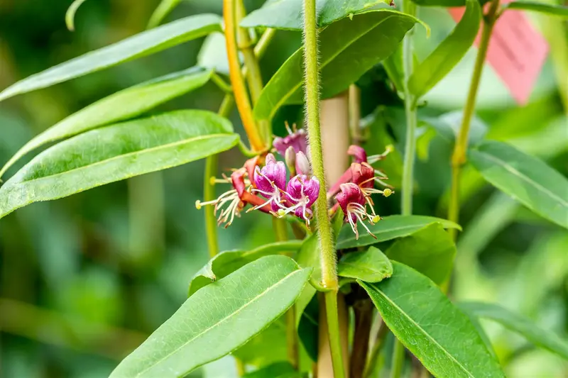 lonicera henryi (200-250 cm) - afbeelding 4