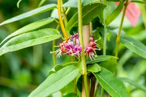lonicera henryi (200-250 cm) - afbeelding 4