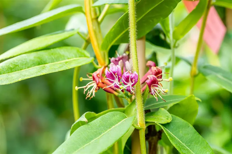 lonicera henryi (200-250 cm) - afbeelding 5