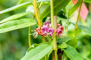 lonicera henryi (200-250 cm) - afbeelding 5