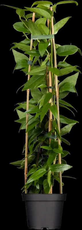 lonicera henryi (200-250 cm) - afbeelding 2