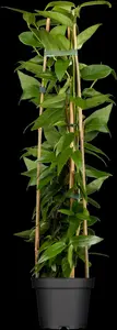 lonicera henryi (200-250 cm) - afbeelding 2