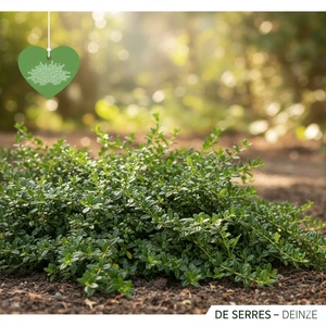 Lonicera nitida 'Hohenheimer Findling' P9 (15- 20)