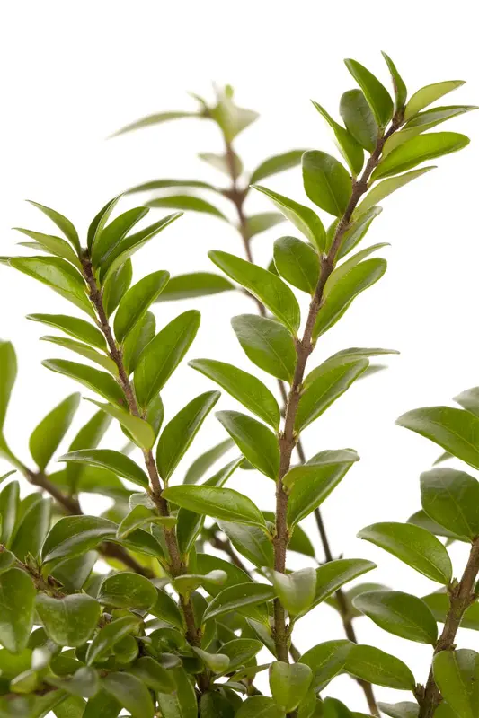 Lonicera nit. 'Maigruen' 30- 40   C2 - afbeelding 2