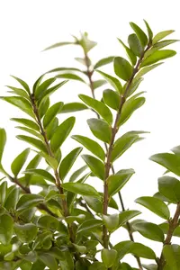 Lonicera nit. 'Maigruen' 30- 40   C2 - afbeelding 2