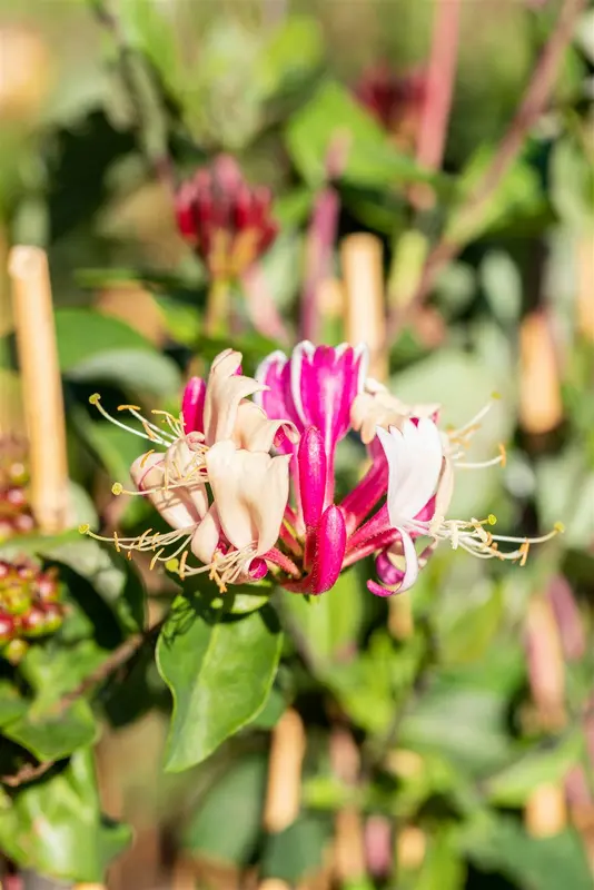 Lonicera periclymenum 200-250   C20 - afbeelding 3